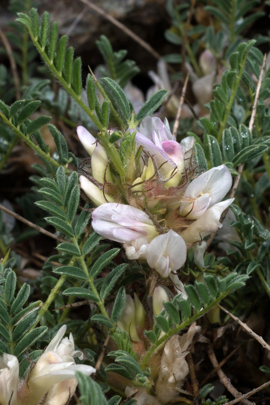Photo Maurizio Broglio - Astragalus sempervirens